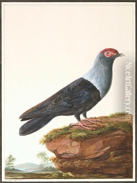 (seychelles Blue Pigeon) Oil Painting - David Le Clerc