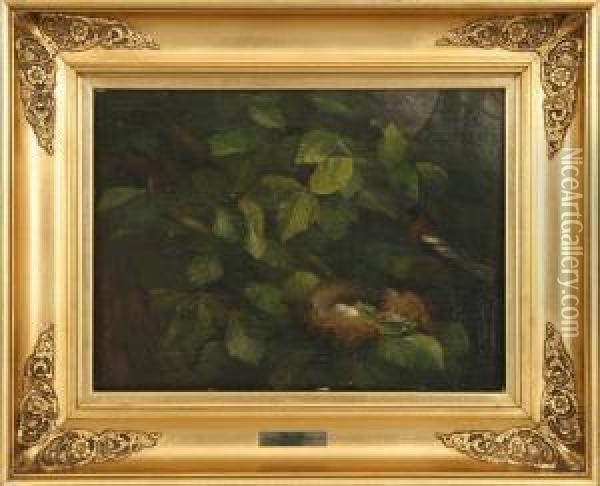 Attributed To: Robin By The Nest. Unsigned Oil Painting - Olaf August Hermansen