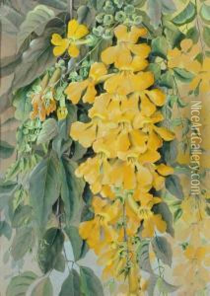 Yellow Trumpet Vine Oil Painting - Marian Ellis Rowan