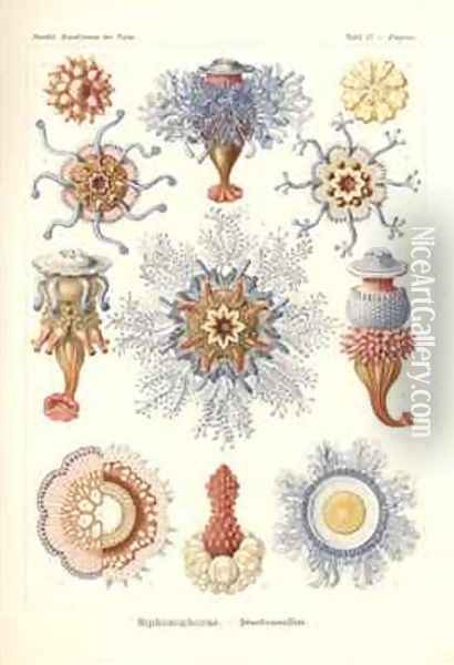 Siphonophorae Jelly Fish from Kunstformen der Natur Oil Painting - Ernst Haeckel