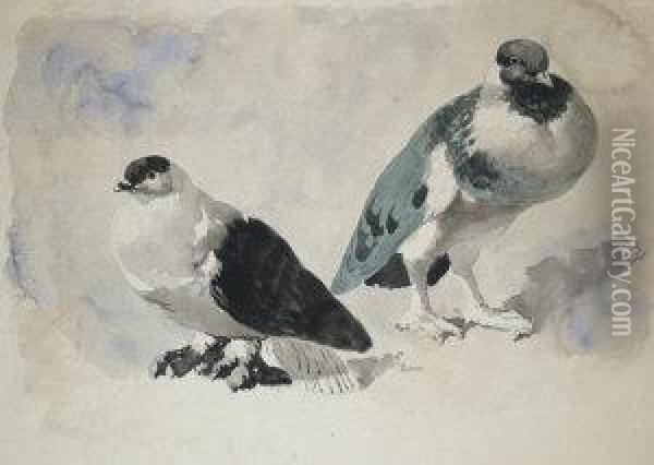 Study Of Pigeons Oil Painting - John Frederick Herring Snr