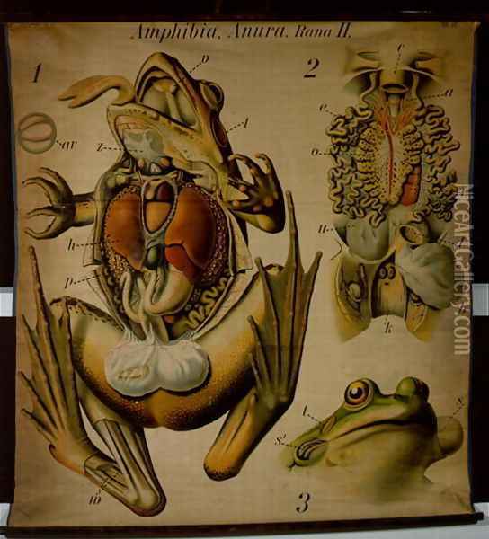 Anatomy of a Rana, no.27, Pfurtschellers Zoological Wall Chart Oil Painting - Paul Pfurtscheller