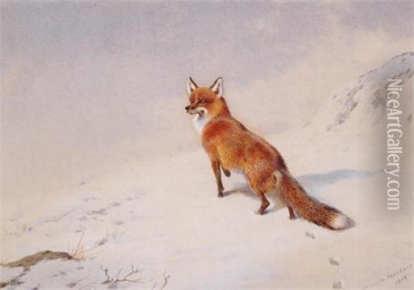Fox In The Snow Oil Painting - Archibald Thorburn