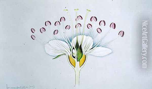 Drawing 58-12 Physocarpus opulifolius (Ninebark) 1906 Oil Painting - Arthur Henry Church