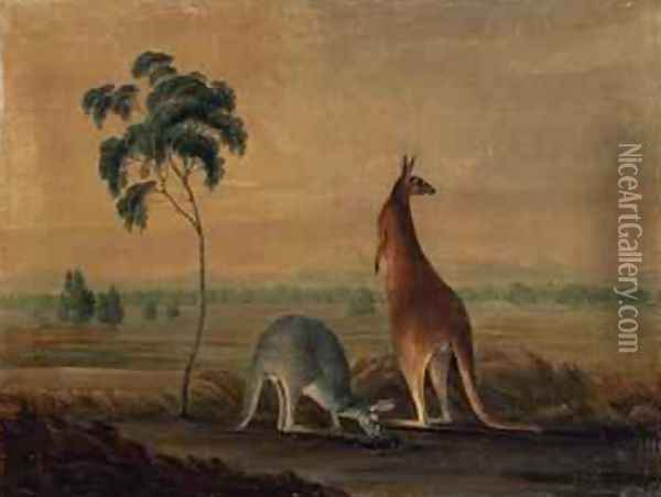 Kangaroos in a landscape Oil Painting - John William Lewin