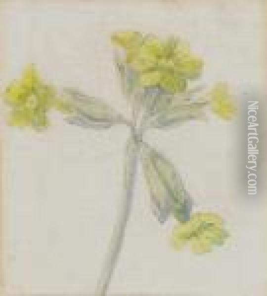 A Study Of A Cowslip Oil Painting - Kate Greenaway