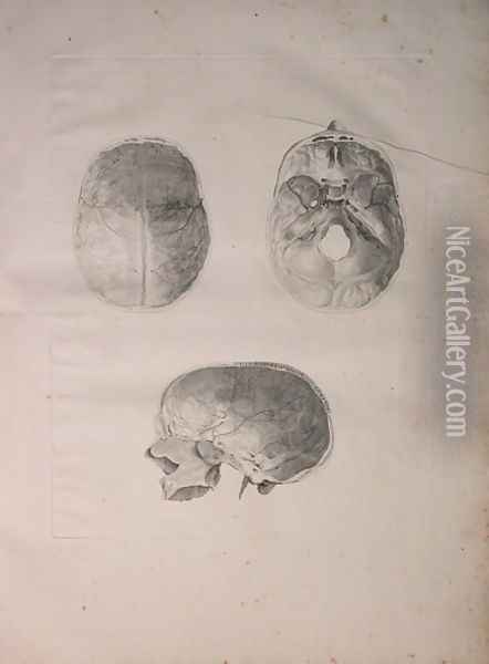 Albinus II, Tab. III, Cranial bone, illustration from 'Tabulae ossium humanorum', by Bernhard Siegfried Albinus (1697-1770), published by J.&H. Verbeek, bibliop. 1753, Leiden, 1753 Oil Painting - Jan Wandelaar