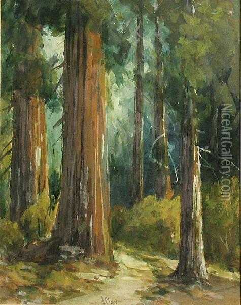 Mariposa Big Trees Oil Painting - Harry Cassie Best