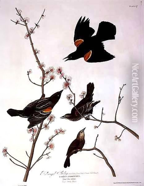 Red-winged Starling, from 'Birds of America' Oil Painting - John James Audubon
