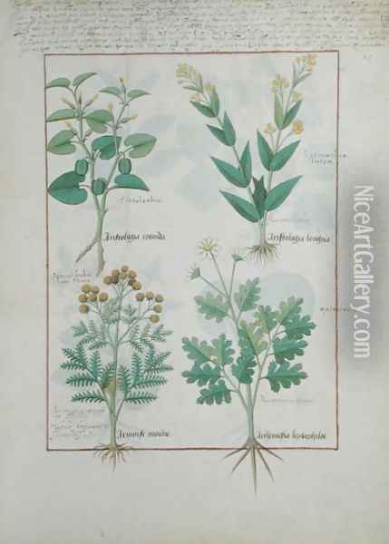 Top row- Aristolochia Rotundi and Aristolochia Longua. Bottom row- Armoise and Artemesia, illustration from The Simple Book of Medicines, by Matteaus Platearius d.c.1161 c.1470 Oil Painting - Robinet Testard