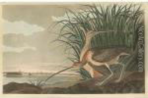 Long-billed Curlew (plate Ccxxxi) Oil Painting - John James Audubon