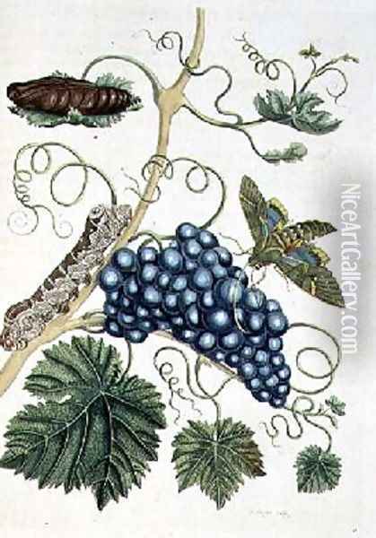 Grape Vine with Philampelus Labruscae moth in three stages of development engraved by P Sluyter Oil Painting - Maria Sibylla Merian
