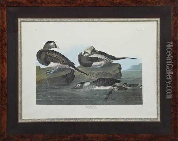 Long-tailed Duck Oil Painting - John James Audubon