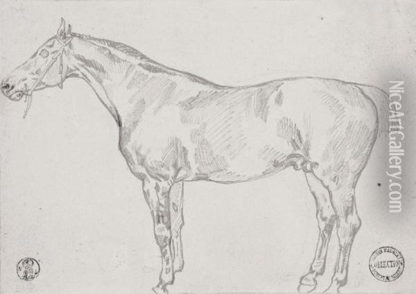 Study Of A Horse Oil Painting - Theodore Gericault