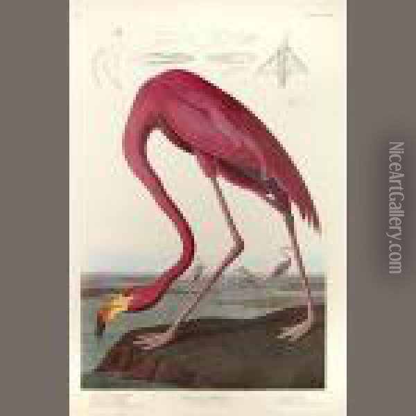 The Birds Of America Oil Painting - John James Audubon