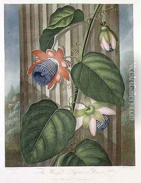The Winged Passion Flower Oil Painting - Henderson, Peter Charles