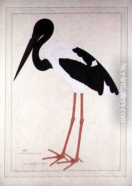 Blacknecked Stork, Xenorhynchus Asiaticus, painted for Lady Impey at Calcutta, 1781 Oil Painting - Zain ud-Din Shaikh