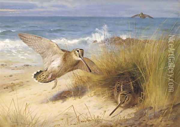 A haven of rest Woodcock on the shore Oil Painting - Archibald Thorburn