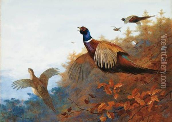 Breaking Out Of Cover: Pheasant In Flight Oil Painting - Archibald Thorburn