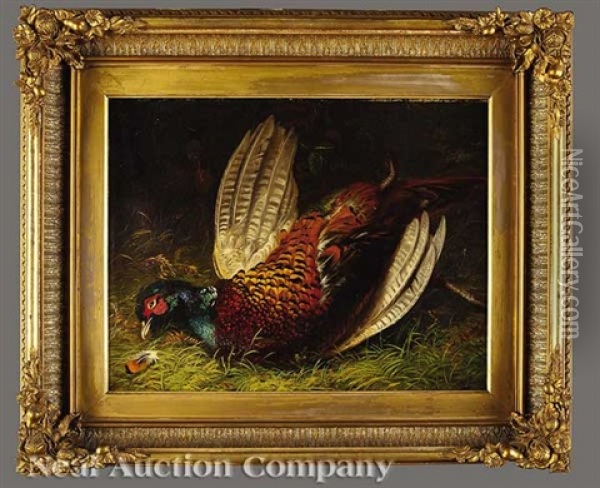 Still Life With Pheasant And Still Life With Rock Dove (pair) Oil Painting - Robert Hudson Jr.