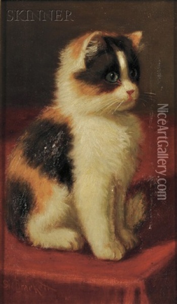 Calico Kitten Oil Painting - Sidney Lawrence Brackett
