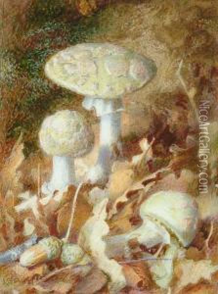 Studies Of Mushrooms Oil Painting - Jabez Bligh