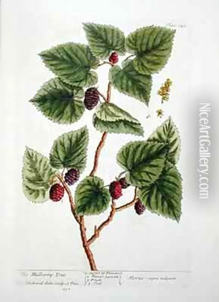 The Mulberry Tree, plate 126 from 'A Curious Herbal' Oil Painting - Elizabeth Blackwell