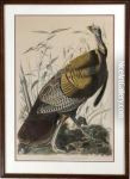 Wild Turkey Oil Painting - John James Audubon