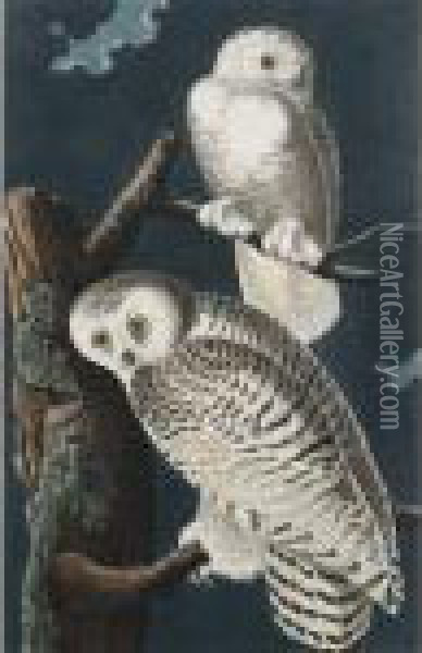 Six Re-strikes Of The Birds Of America Oil Painting - John James Audubon