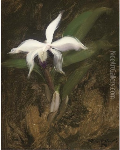 A White Lily Oil Painting - Stuart James Park