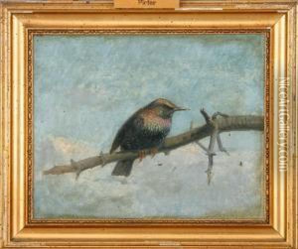 A Starling Sitting On A Branch Oil Painting - R.C. Rasmussen