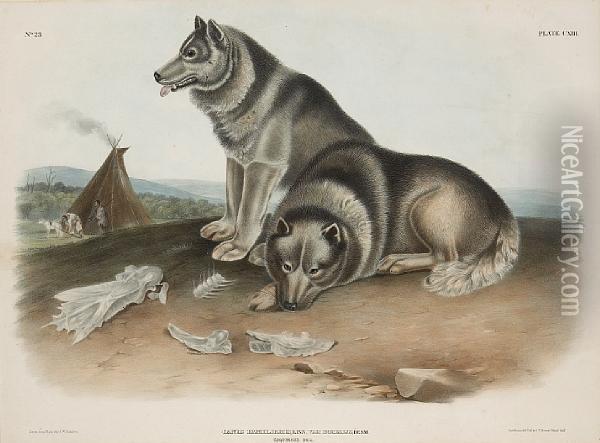 Esquimaux Dog Oil Painting - John James Audubon