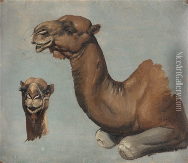 Studie Eines Liegenden Kamels Oil Painting - Albrecht Adam