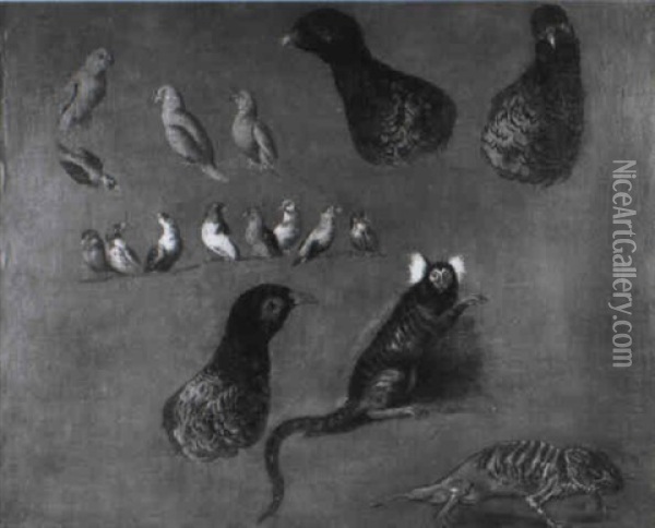 Etude D'oiseaux, De Faisans Et D'animaux Exotiques Oil Painting - Alexandre Francois Desportes