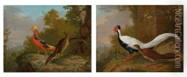 A Pair Of Animal Pictures: A Pair Of Golden Pheasants And Pair Of Silver Pheasants Oil Painting - Johann Heinrich Tischbein the Younger