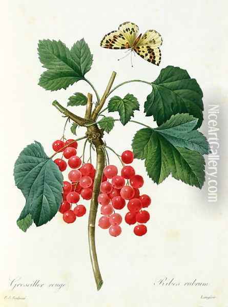 Currants Red, by Pierre Joseph Redoute 1759-1840 pub. by Langois Oil Painting - Pierre-Joseph Redoute