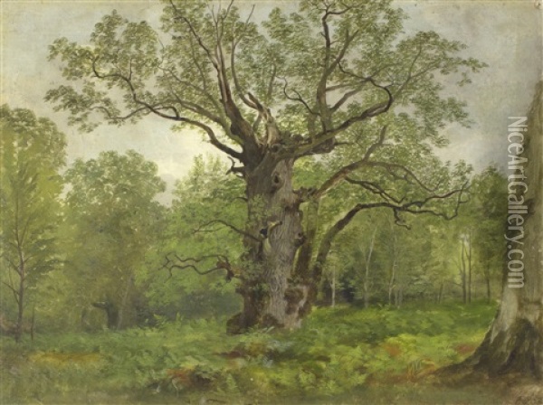 An Old Oak Tree In A Woodland Landscape Oil Painting - Henry William Banks Davis