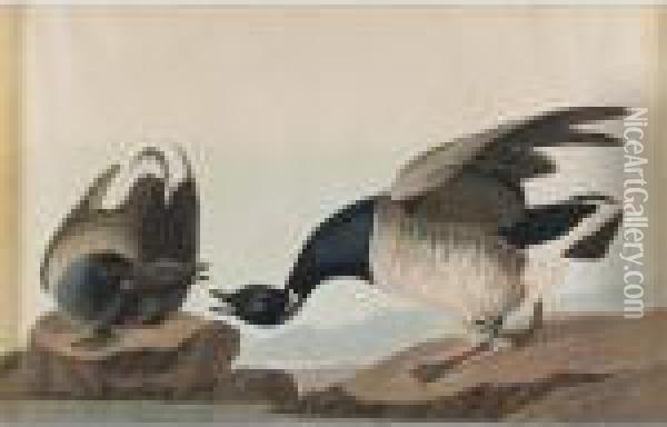 Brant Goose Oil Painting - John James Audubon