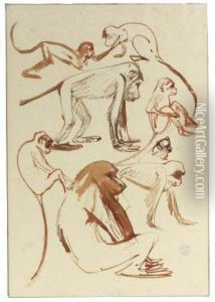 Studies Of A Baboon Oil Painting - Theodorus Van Hoytema