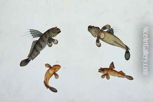 Mud Fish, Bloodo chiena, Bloodo La-ore, from 'Drawings of Fishes from Malacca', c.1805-18 Oil Painting - Anonymous Artist