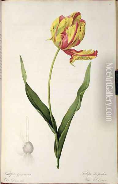 Tulipa gesneriana dracontia, from Les Liliacees, 1816 Oil Painting - Pierre-Joseph Redoute