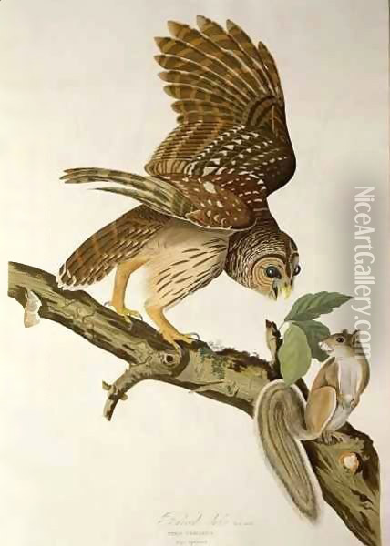 Barred Owl, from 'Birds of America' Oil Painting - John James Audubon