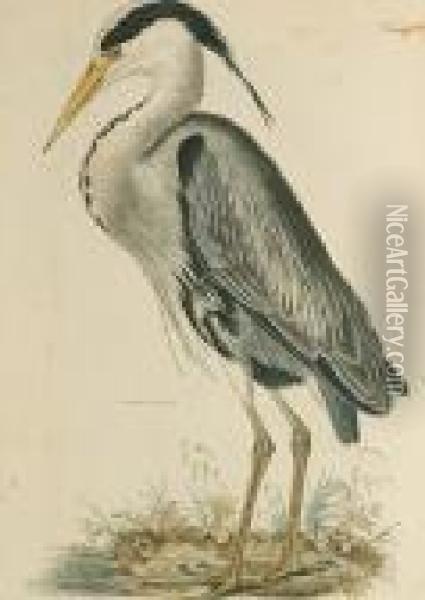 'common Heron', Night Heron' Oil Painting - Prideaux John Selby