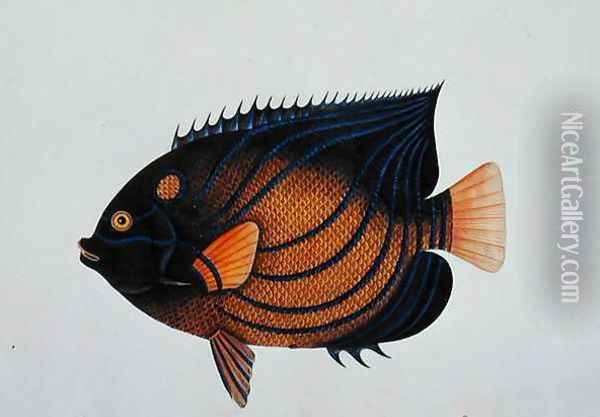 Exotic Fish, from 'Drawings of Fishes from Malacca', c.1805-18 Oil Painting - Anonymous Artist