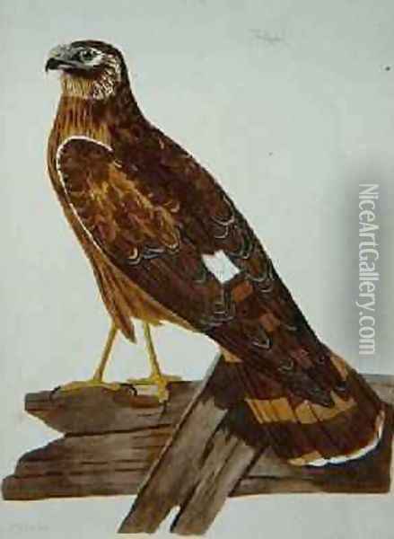 The Ringtail, female of the Hen Harrier Circus cyaneus plate from The British Zoology, Class II Birds, engraved by Peter Mazell fl.1761-97 1766 Oil Painting - Peter Paillou