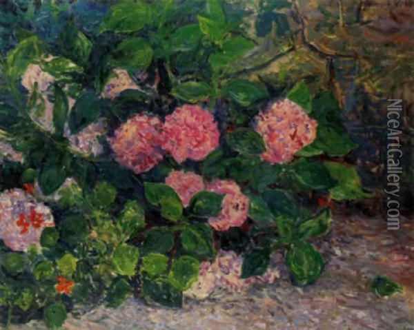Massif D'hortensias Oil Painting - Maxime Maufra
