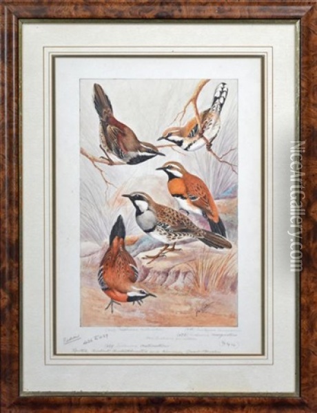 Spotted, Chestnut, Chestnut Breasted And Cinnamon Quail-thrushes Oil Painting - Neville William Cayley