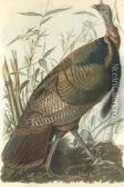 Wild Turkey Oil Painting - John James Audubon
