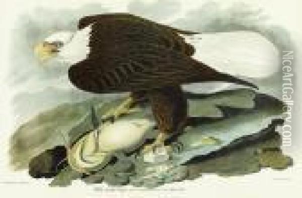 White-headed Eagle Oil Painting - John James Audubon