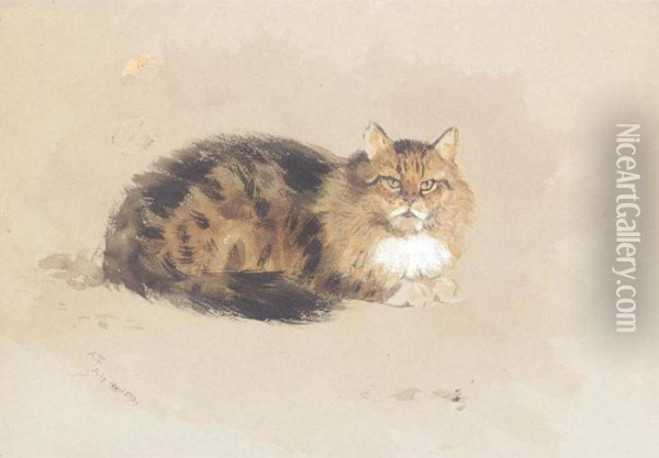 Study Of A Cat Oil Painting - Archibald Thorburn